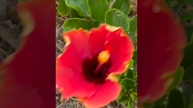 Blossom  #gardening #landscaping #tropical #hibiscus #flower