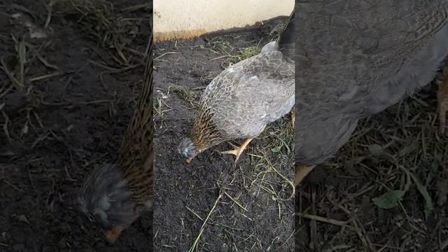 О породе кур Легбар смотреть онлайн