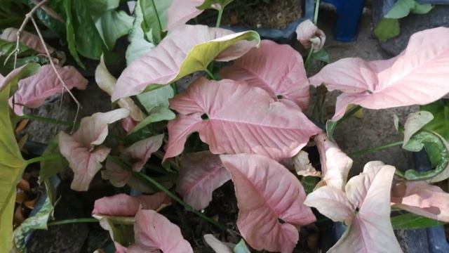syngonium pink neon robusta смотреть онлайн