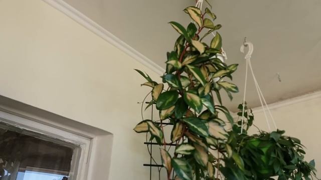 Хойя триколор