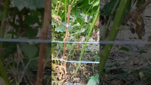 Плодоношение и обрезка ежевики Чёрная Магия