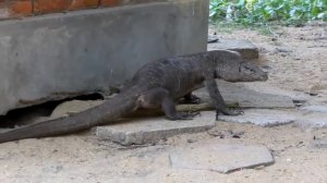 Monitor lizard 1