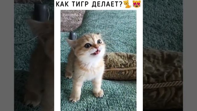 Как тигр делает???