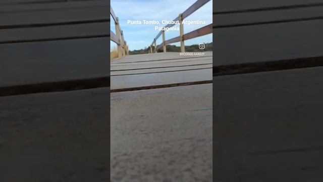 Punta Tombo,Patagonia Argentina 2023 смотреть онлайн