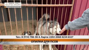 ПРИЮТУ «ПОД КРЫЛОМ КУТХА» НУЖНЫ ОПИЛКИ • НОВОСТИ КАМЧАТКИ
