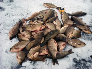 Первый лёд 2024 рыбалка на карася зимой со льда! Ловля карася зимой на мормышку и мотыля!