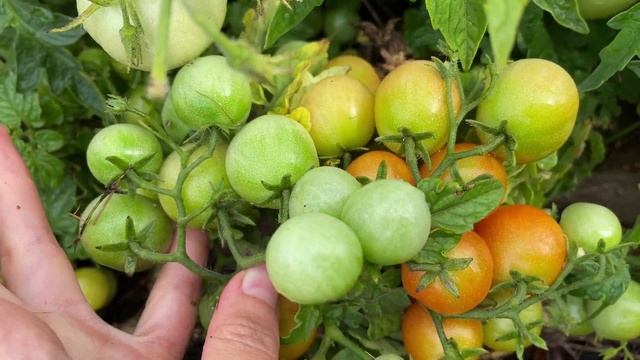 Томат "Видимо-невидимо"  -- очень урожайный карликовый сорт