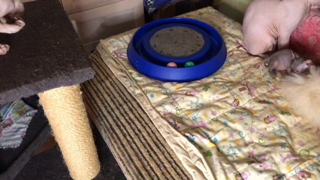Тёплая полка для Сфинксов?Кошачий комплекс и лежак ? Рассказываю и показываю смотреть онлайн