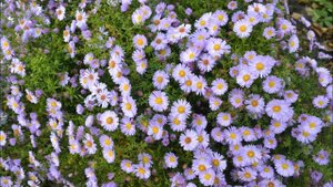 Астра многолетняя или сентябринки
