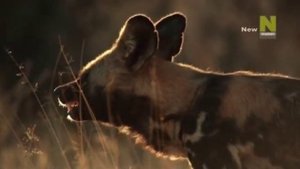 Удивительное семейство псовых 3