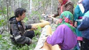 Заготовка бересты у народов ханты на Большом Югане