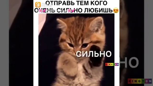 ??Mäßhâ Love??:Какая милота ?❤️❤️Отмечай тех кого очень сильно любишь) Я их: @???ฬ໕.໕ປกອყ? смотреть онлайн