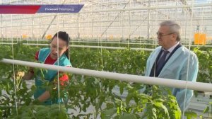 Баклажаны в современных теплицах начали выращивать на агрокомбинате "Горьковский".