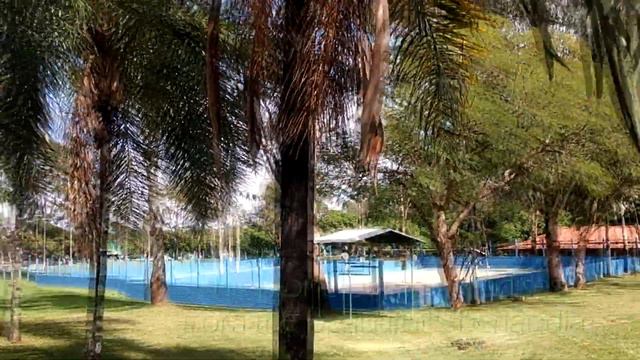 Melany - Penjing / Bonsai de Azaleia (Rhododendron simsii) vídeo 11 смотреть онлайн