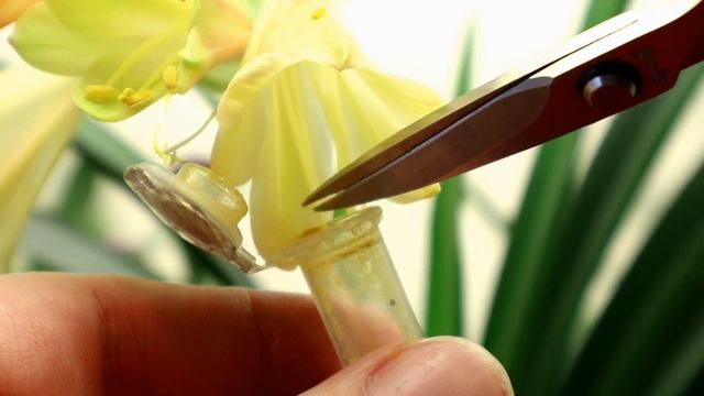How to pollinate your clivias смотреть онлайн