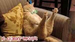 Приколы с котами Смешные коты - С озвучкой САМЫЕ СМЕШНЫЕ ЖИВОТНЫЕ Тест на психику
