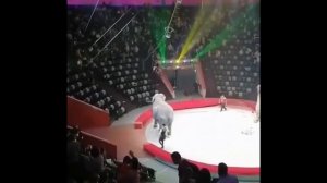 Слоны подрались на представлении в цирке в Казани