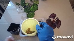 Пересадка сортовых бегоний