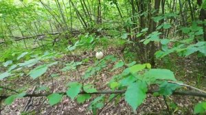 Огромный гриб Головач гиганский