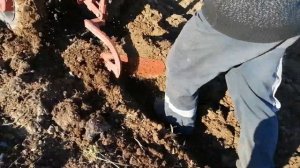 Пашем на зиму сморгонским плугом с мотоблоком МТЗ.