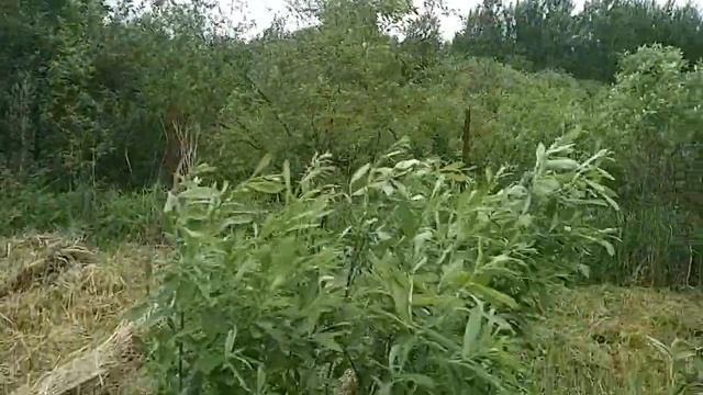 расчистка участка от кустарника, аренда трактора павловский посад www.microagro.ru