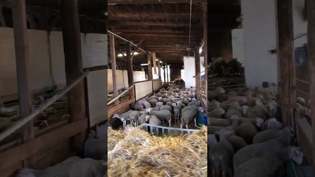 Ярки овцематки бараны Лакон- Австрия