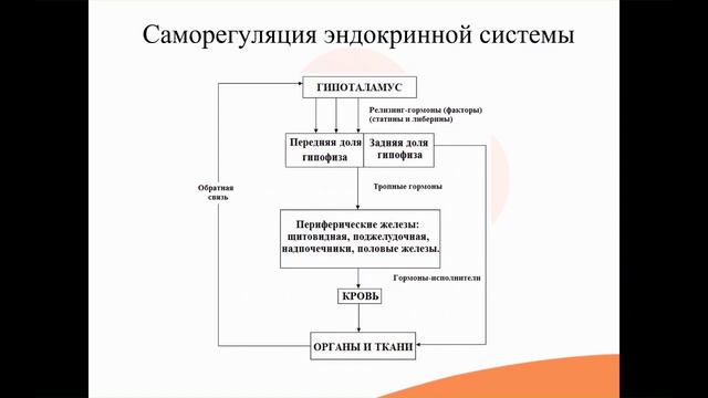 33.1. Эндокринная система_ саморегуляция, классификация гормонов смотреть онлайн