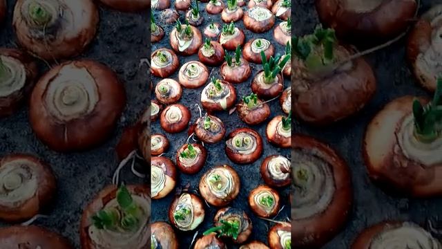 Посадка лука Штутгарт на перо смотреть онлайн