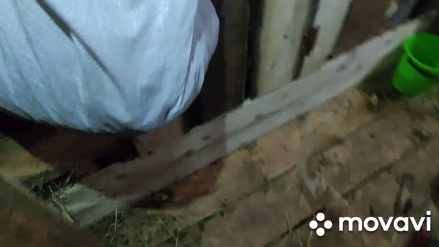 Чем я кормлю козлят. смотреть онлайн