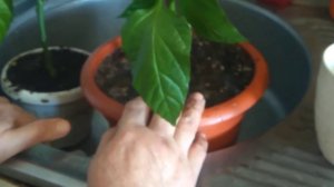 Пересадка,перевалка Перца горького в большие горшки.