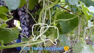 А ты, огурцы чем кормишь?🍜