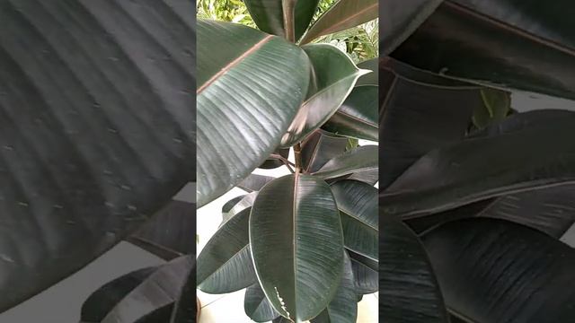 Фикус Эластика Абиджан смотреть онлайн