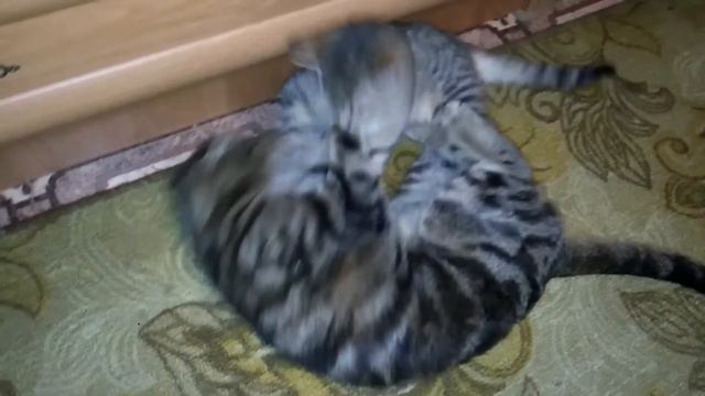 У Шалли ранняя течка,просит кастрированного котика уделить ей внимание!