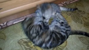У Шалли ранняя течка,просит кастрированного котика уделить ей внимание!