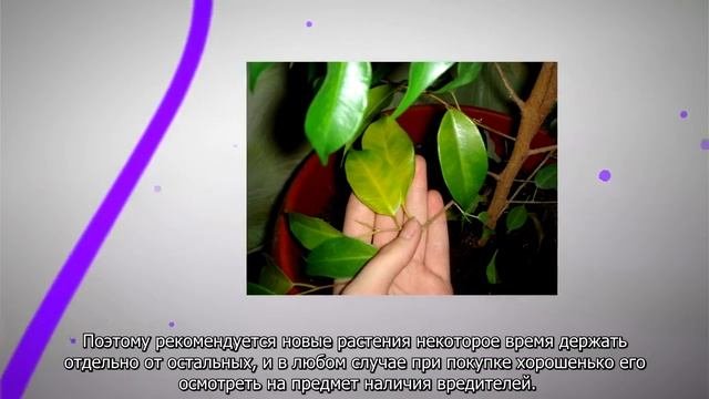 15 ошибок при уходе за комнатными растениями