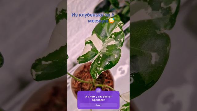 Алоказия Фрайдек вариегатная💚 смотреть онлайн