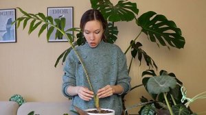 ОБЗОР коллекции Алоказий | Пересадка Алоказии Скальпрум | Клоны алоказий