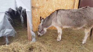 КАКОЙ ОСЛИК ВАСЯ У ИВАНА В ДЕРЕВНЕ