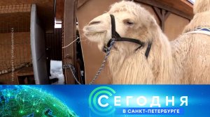 «Сегодня в Санкт-Петербурге»: 16 января 2023 года