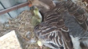 Холмогорские гуси-инкубация.