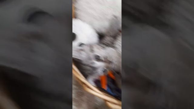 Как помыть Парикмахерскую от чьих-то Волос смотреть онлайн