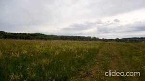 Место для пасеки. Медоносы.