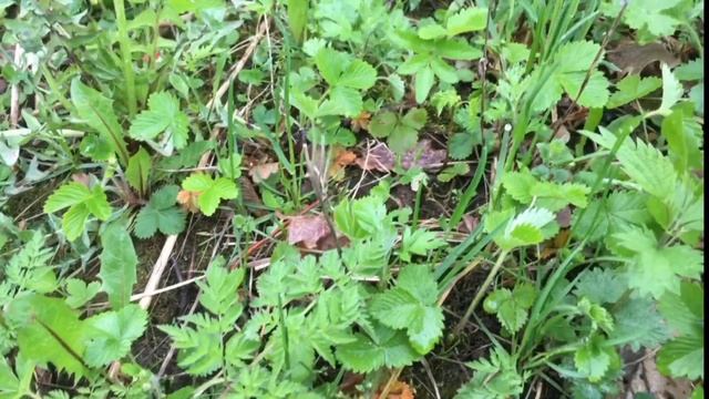 Почвопокровные //Nataliya Alekseeva// смотреть онлайн