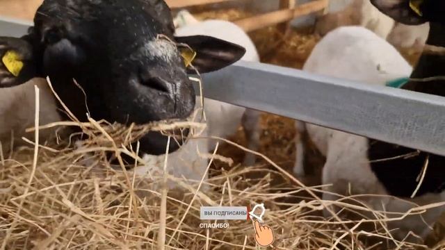 Овцы и барашки породы Суффолк! Мясные и шерстяные породы овец! Немецкая селекция! Овцеводство! смотреть онлайн