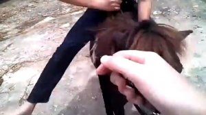 Как оседлать диково коня