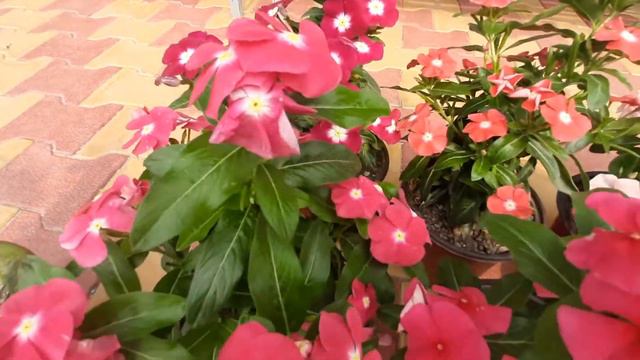 My vinca collection, beautiful summer flowering plant! смотреть онлайн