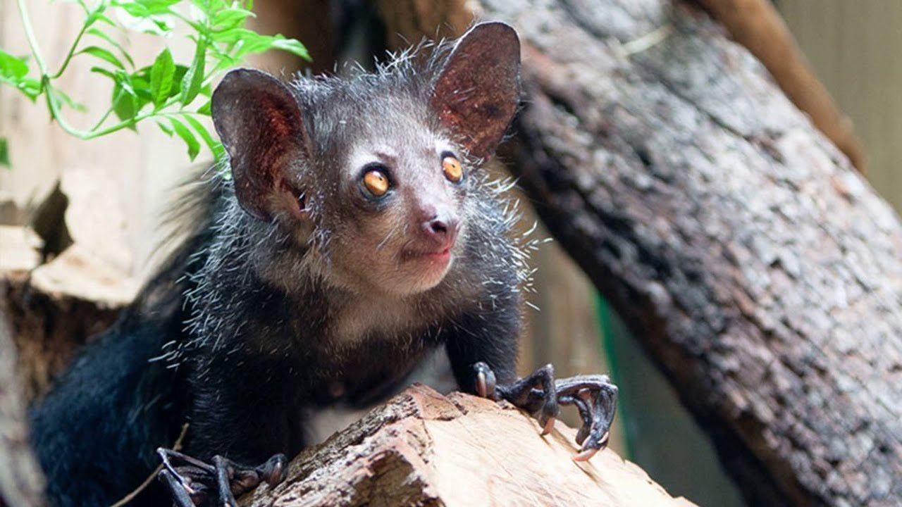 Мадагаскарский яйценосный дрозд лат madagascar ovum turdi. Мадагаскарская руконожка. Руконожка Мадагаскарская или ай-ай. Мадагаскарская руконожка полуобезьяна. Руконожка Айе-Айе.