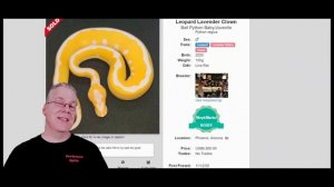 The Amazing Potential of the Leopard Clown Ball Python!