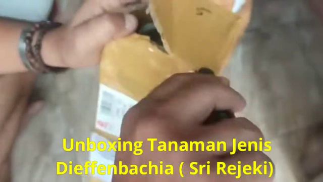 Unboxing King Anthurium Veitchii & Dieffenbachia ( Sri Rezeki ) смотреть онлайн