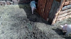 Понос у поросят, первая помощь.
